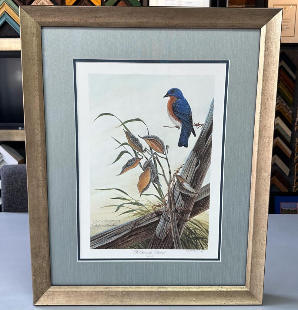 Custom framed vintage bluebird wildlife print with a silver frame and blue fabric mat